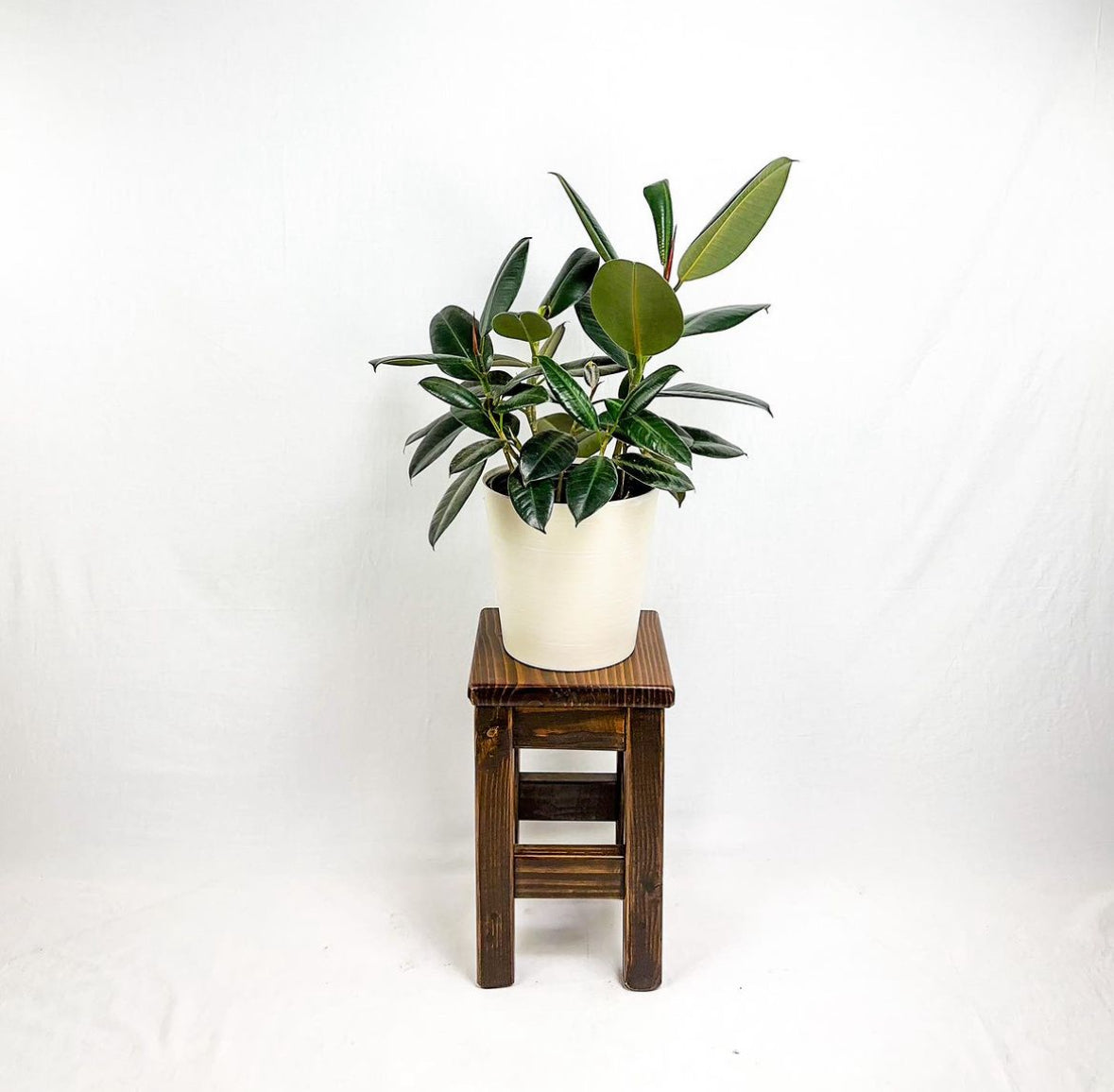 Bitterroot Plant Stand