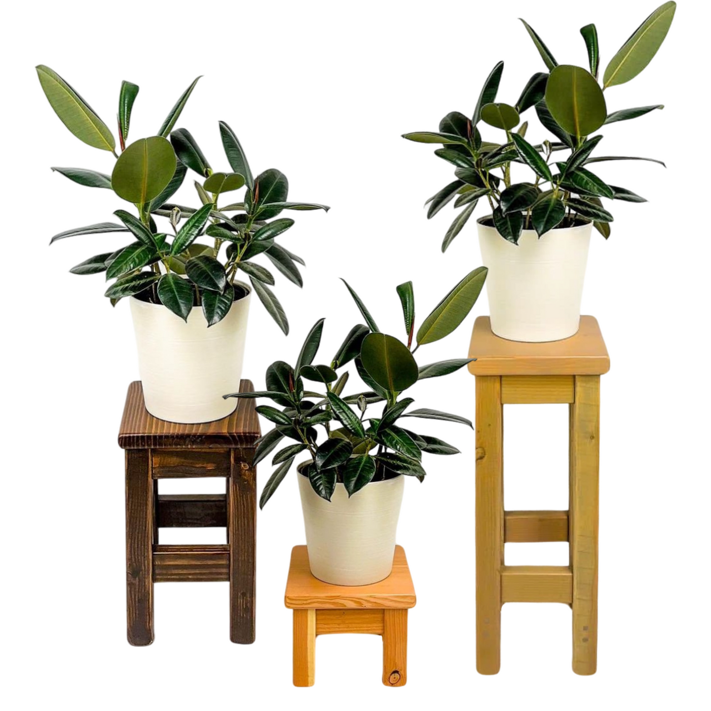 Bitterroot Plant Stand